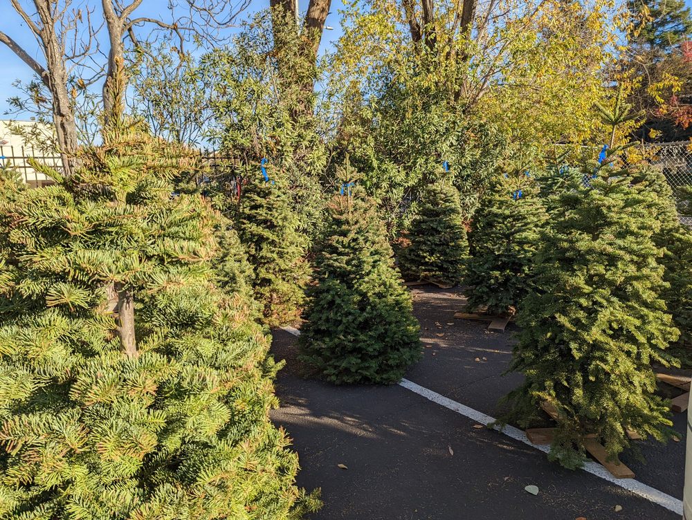 TROOP 999 CHRISTMAS TREE LOT Updated September 2024 10 Reviews