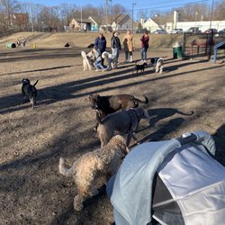 Niles Ave Dog Park - Lots of dogs here today