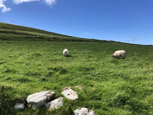 Great Blasket Island by null