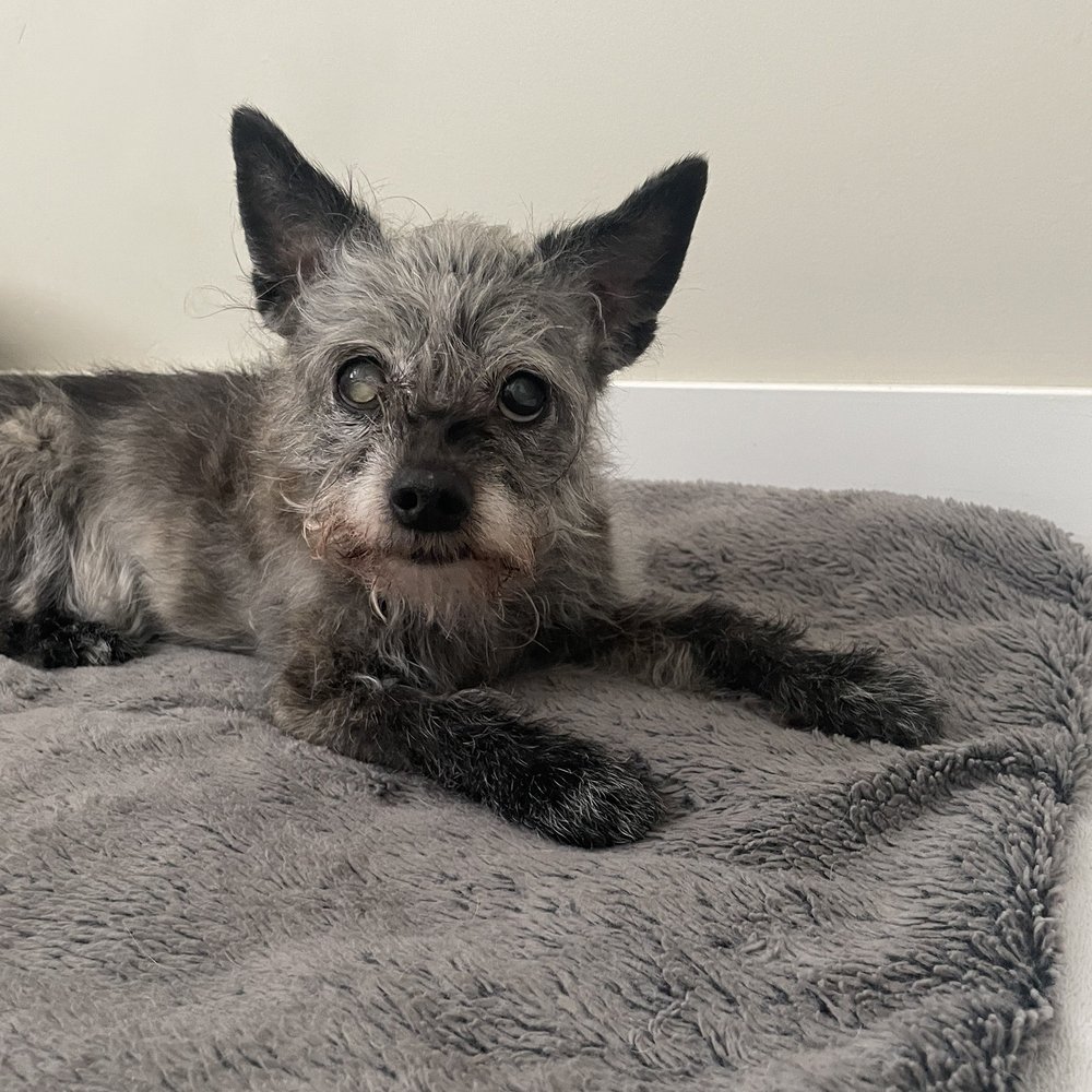 Amanda's Mobile Pet Grooming - Before - Pet Groomers Near Me Amanda's Mobile Pet Grooming - Before - Pet Groomers Near Me