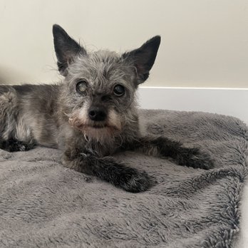 Amanda's Mobile Pet Grooming - Before - Pet Groomers Near Me Amanda's Mobile Pet Grooming - Before - Pet Groomers Near Me