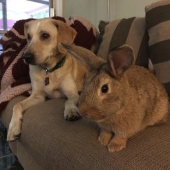 Gainesville Rabbit Rescue - Pet Adoption Near Me