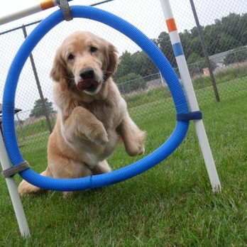 Las Gaviotas Pet Hotel - Pet Boarding Near Me - Chesapeake, Virginia Las Gaviotas Pet Hotel - Pet Boarding Near Me - Chesapeake, Virginia