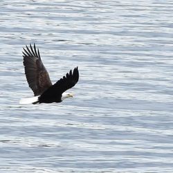 Sourdough Tours - Bald eagle in flight. Thank you Sourdough  Tours