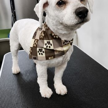 Zooe Dog Grooming - Pet Stores Near Me - San Mateo, California Zooe Dog Grooming - Pet Stores Near Me - San Mateo, California