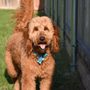 Photo of Sachse Veterinary Hospital