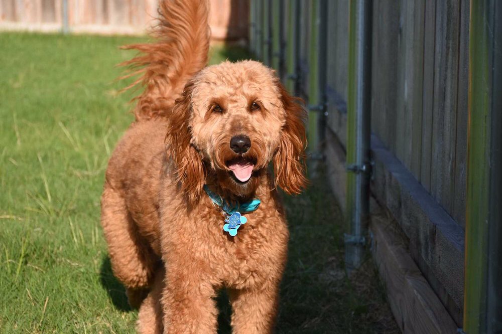 SACHSE VETERINARY HOSPITAL Updated October 2024 26 Reviews 4730 Ranch Rd, Sachse, Texas