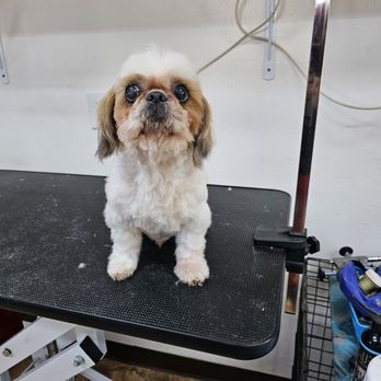 2 Dreamers Pet Salon - Pet Groomers Near Me - New Braunfels, Texas 2 Dreamers Pet Salon - Pet Groomers Near Me - New Braunfels, Texas