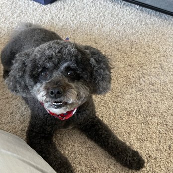 Grooming By Holly - Pet Groomers Near Me - Newark, Delaware
