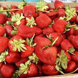Strawberry Passion Farm - Beautiful fresh picked berries- yum!