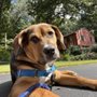 Photo of Town Paws