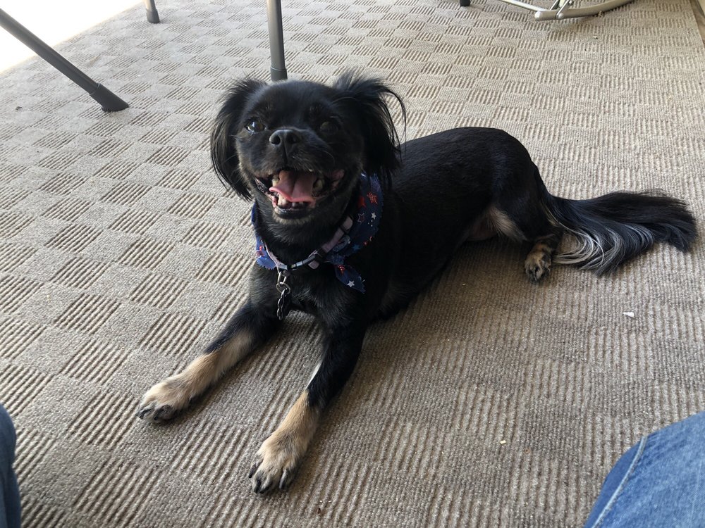 ANNA’S DOG HOUSE 27 Photos & 15 Reviews 16081 Manchester Rd