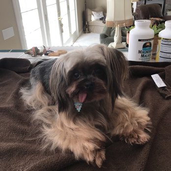 Dog's Delight - Pet Groomers Near Me - Folsom, California
