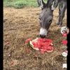 Yak's Produce gift card