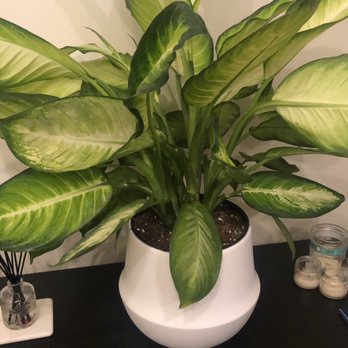 SOHO Flower & Garden - 4th - Florists Near Me - Hoboken, New Jersey
