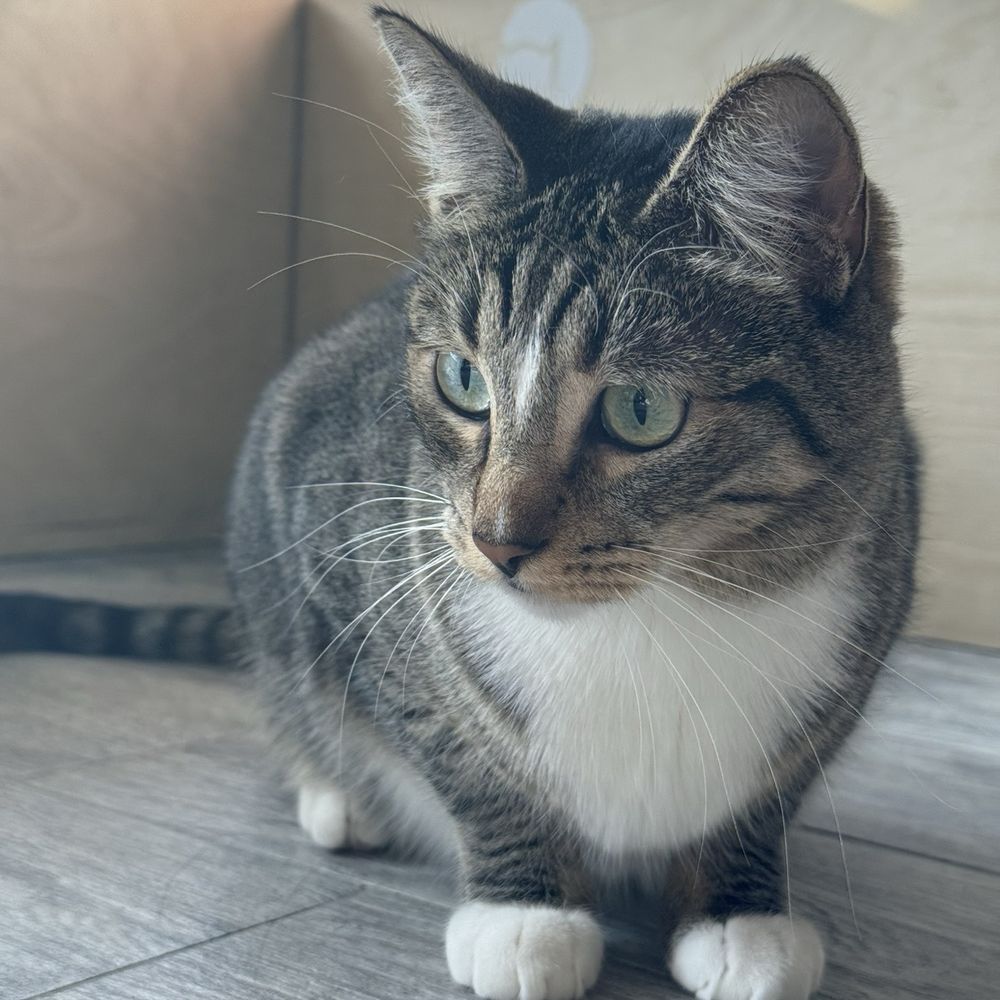 CatCafe Lounge - Community Service/Non-Profit Near Me - Marina del Rey, California CatCafe Lounge - Community Service/Non-Profit Near Me - Marina del Rey, California