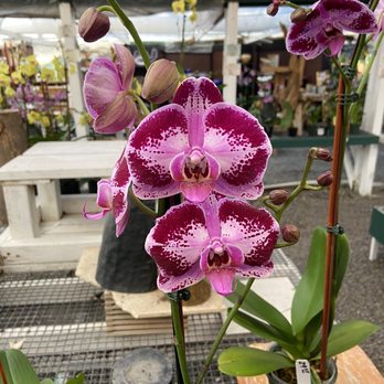 Cal Pacific Orchid Farm - Orchids - Nurseries & Gardening Near Me - Encinitas, California Cal Pacific Orchid Farm - Orchids - Nurseries & Gardening Near Me - Encinitas, California