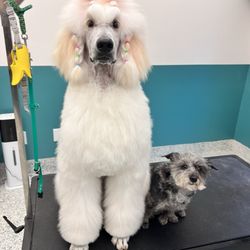 Canterbury Animal Hospital