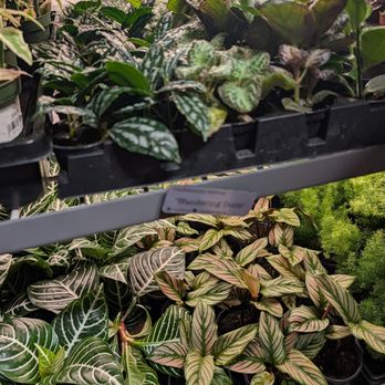 Plant Stella - Plants - Nurseries & Gardening Near Me - Greenville, South Carolina Plant Stella - Plants - Nurseries & Gardening Near Me - Greenville, South Carolina