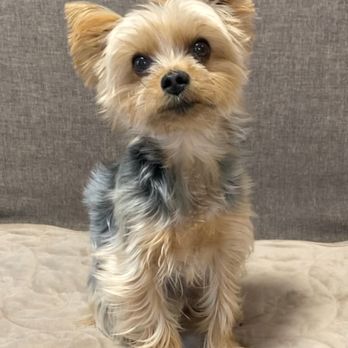 Pet Scoop - Pet Services Near Me - Denver, Colorado