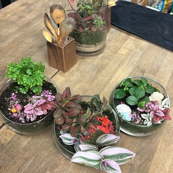 Ephemera Terrariums - Gift Shops Near Me - Fort Worth, Texas Ephemera Terrariums - Gift Shops Near Me - Fort Worth, Texas