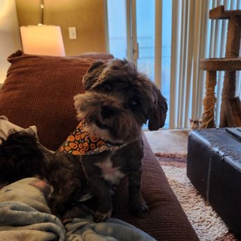 Tailwaggers of AV - My Walter after his summer groom. I think they did a great job! - Pet Groomers Near Me - Lancaster, California Tailwaggers of AV - My Walter after his summer groom. I think they did a great job! - Pet Groomers Near Me - Lancaster, California