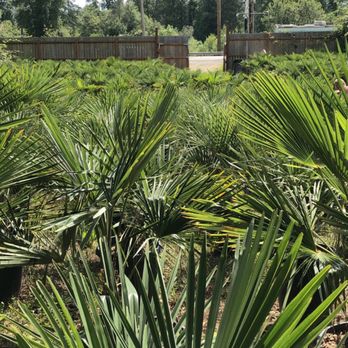Palm and Tree Black Diamond - Back View of the area that the palm trees are located in.. plenty of sunshine for them to grow in. - Nurseries & Gardening Near Me - Black Diamond, Washington Palm and Tree Black Diamond - Back View of the area that the palm trees are located in.. plenty of sunshine for them to grow in. - Nurseries & Gardening Near Me - Black Diamond, Washington