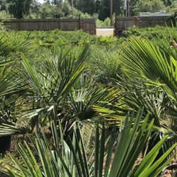 Back View of the area that the palm trees are located in.. plenty of sunshine for them to grow in.