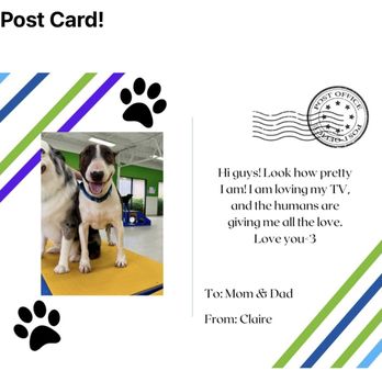 The Wagging Club - First postcard - Pet Boarding Near Me - Carrollwood, Florida The Wagging Club - First postcard - Pet Boarding Near Me - Carrollwood, Florida