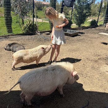 SoCalMiniPigs - Pet Breeders Near Me - Valley Center, California SoCalMiniPigs - Pet Breeders Near Me - Valley Center, California