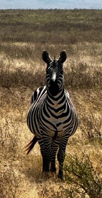 Africa Adventure Consultants by null