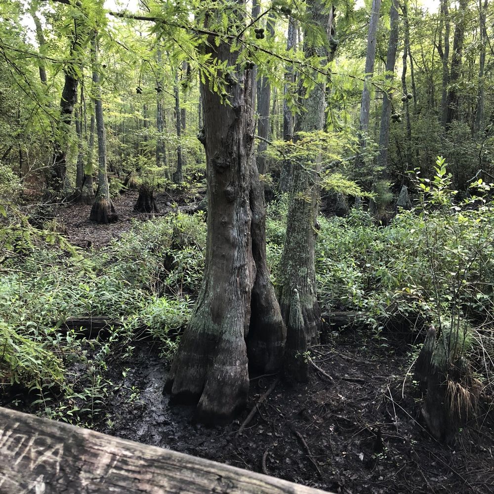 First Landing State Park - Cyprus Tree - Parks Near Me - Virginia Beach, Virginia First Landing State Park - Cyprus Tree - Parks Near Me - Virginia Beach, Virginia