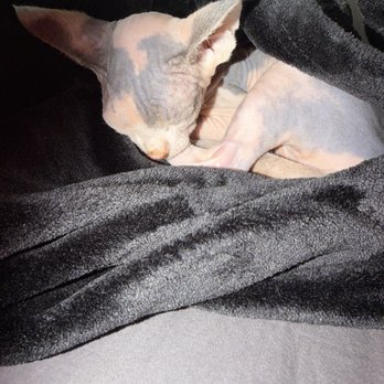 Beacon Veterinary Specialists - Indigo 2.5 month Sphynx - Veterinarians Near Me - Fremont, California Beacon Veterinary Specialists - Indigo 2.5 month Sphynx - Veterinarians Near Me - Fremont, California