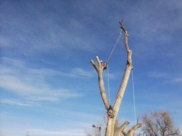 Best Quality Tree Service - tree service in Aurora, CO