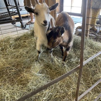 Callahan's General Store - Baby goats - Hardware Stores Near Me - Austin, Texas Callahan's General Store - Baby goats - Hardware Stores Near Me - Austin, Texas