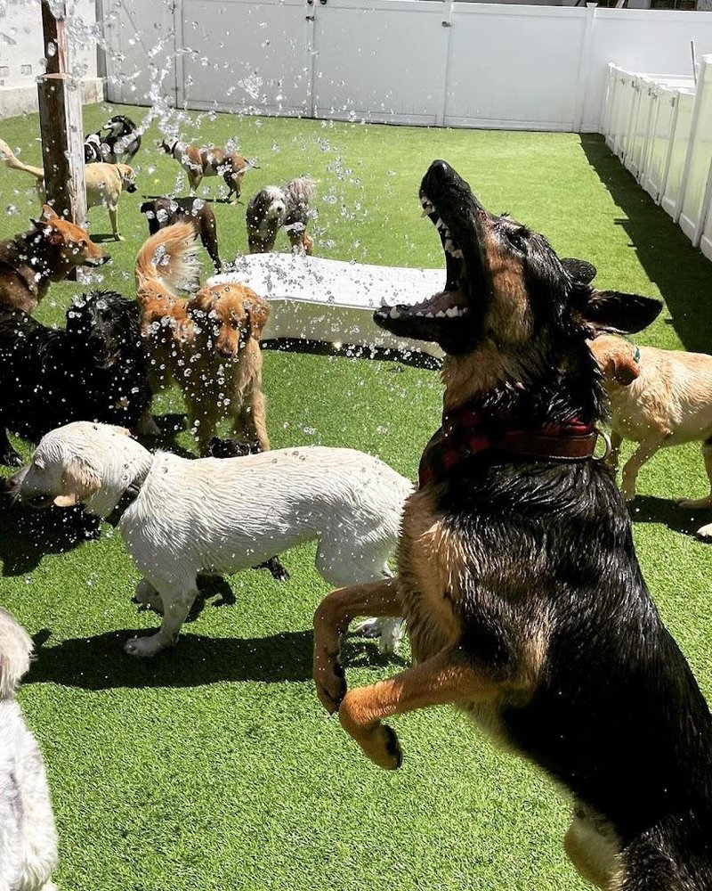 The Wags Club - pet boarding facility in Los Angeles, CA