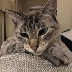Island Paws and Claws - Simba