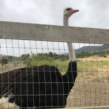 Ostrichland USA - Attraction Farms Near Me - Solvang, California Ostrichland USA - Attraction Farms Near Me - Solvang, California