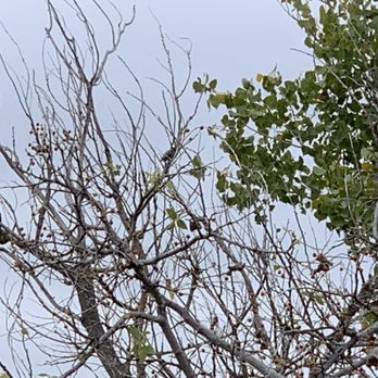 Caprock Canyons State Park - Bird watching - Parks Near Me Caprock Canyons State Park - Bird watching - Parks Near Me