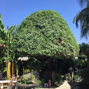 Discount Tree Care - Tree Services Near Me - 92427, California