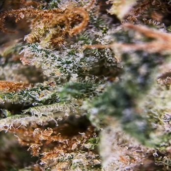 Trap House Dispensary - Marvel at the beauty of cannabis up close. Our flowers' trichomes glisten with potency and promise.  #CannabisBeauty #TrichomeRich - Cannabis Clinics Near Me - Broken Arrow, Oklahoma