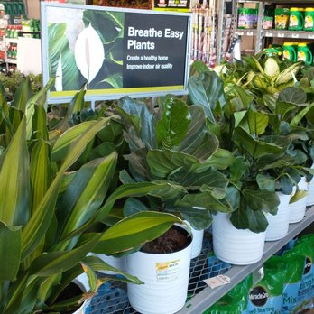 The Home Depot - Fiddle leave ficus plants are gorgeous - Hardware Stores Near Me - Houston, Texas The Home Depot - Fiddle leave ficus plants are gorgeous - Hardware Stores Near Me - Houston, Texas