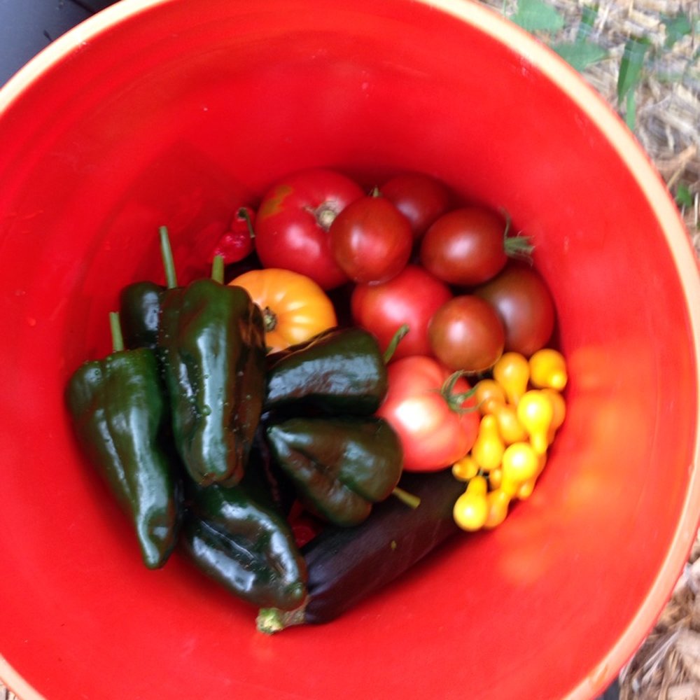 Garden 05 Community Garden - Peppers, eggplant, tomatoes, zucchini - Community Gardens Near Me - Milwaukee, Wisconsin Garden 05 Community Garden - Peppers, eggplant, tomatoes, zucchini - Community Gardens Near Me - Milwaukee, Wisconsin