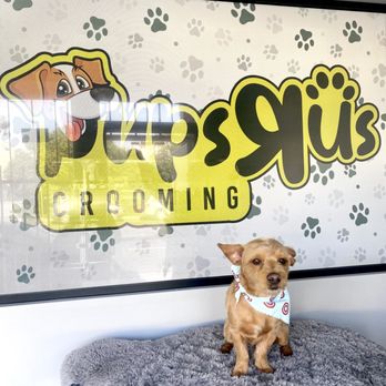 Pups R Us - Pet Groomers Near Me - Long Beach, California Pups R Us - Pet Groomers Near Me - Long Beach, California