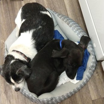 People United For Pets - Retiring service dog and newly adopted dog. New dog from another group due to timing but thanks PUP! - Pet Adoption Near Me People United For Pets - Retiring service dog and newly adopted dog. New dog from another group due to timing but thanks PUP! - Pet Adoption Near Me