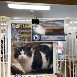The Mill of Whiteford - They have a cute cat in their condo!