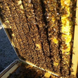 Butler Bees - Honey bees