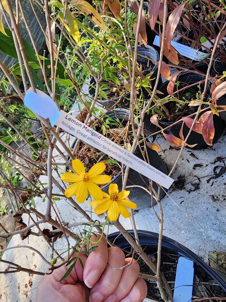 Eat Your Yard Jax - beekeeping in Jacksonville, FL