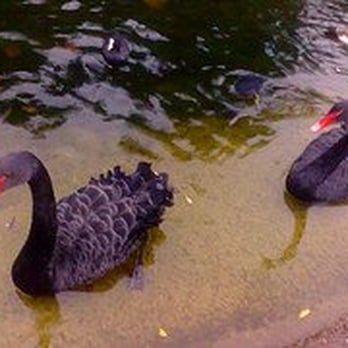 St James's Park - Pair of Black Swans in St. James - Parks Near Me St James's Park - Pair of Black Swans in St. James - Parks Near Me