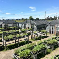 Forni Farm & Nursery - Lots of plants!
